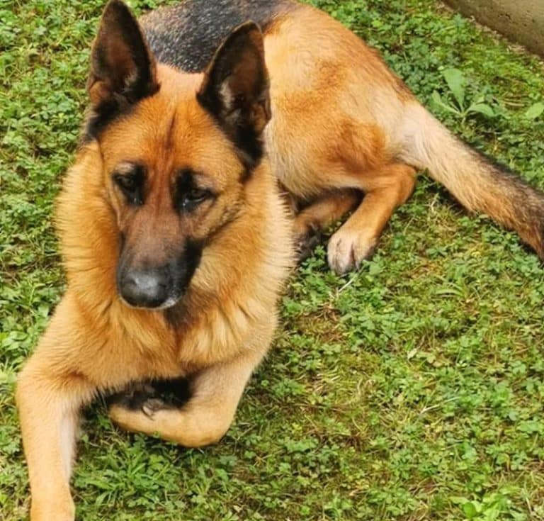 Carabinieri arrestano un latitante per furto e truffa e poi adottano il suo cane