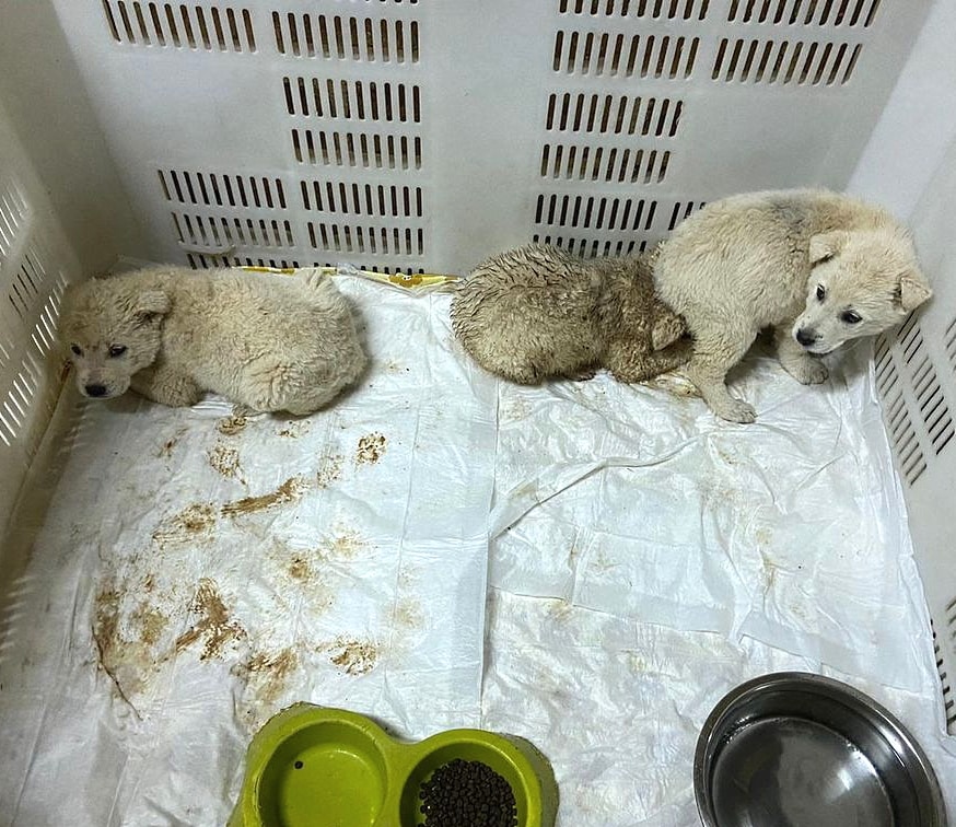 Tre cucciole abbandonate al freddo sotto la pioggia, le volontarie: "la loro mamma dov'è?"