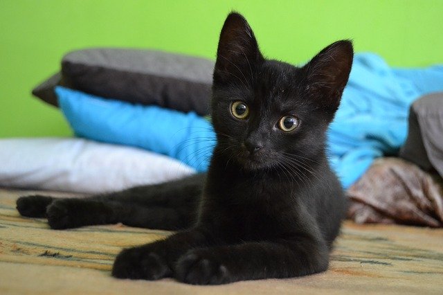 Vede un gatto nero per strada: accelera, lo investe e fugge