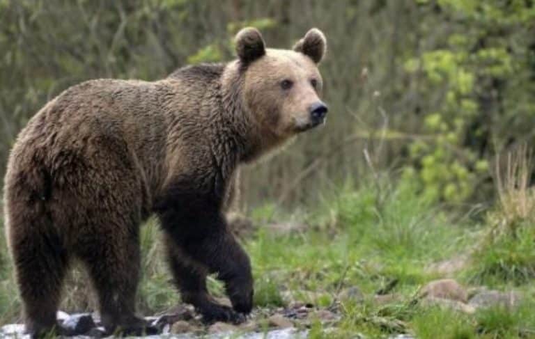 Aggredito da un orso mentre passeggiava, escursionista chiede il risarcimento. Dubbi del PNALM: "Mai accaduto, sarebbe il primo caso"