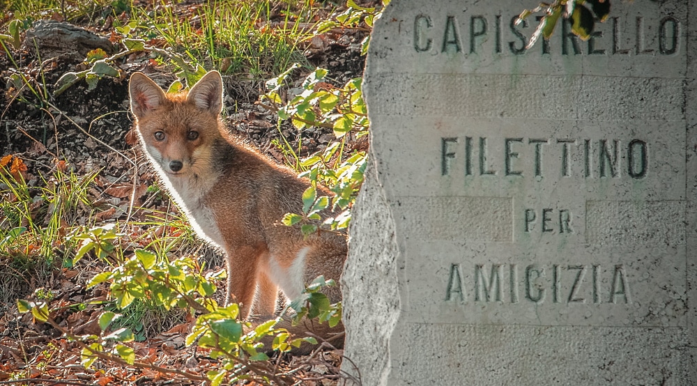 Una volpe a sorvegliare i confini tra Capistrello, in Abruzzo, e Filettino, nel Lazio