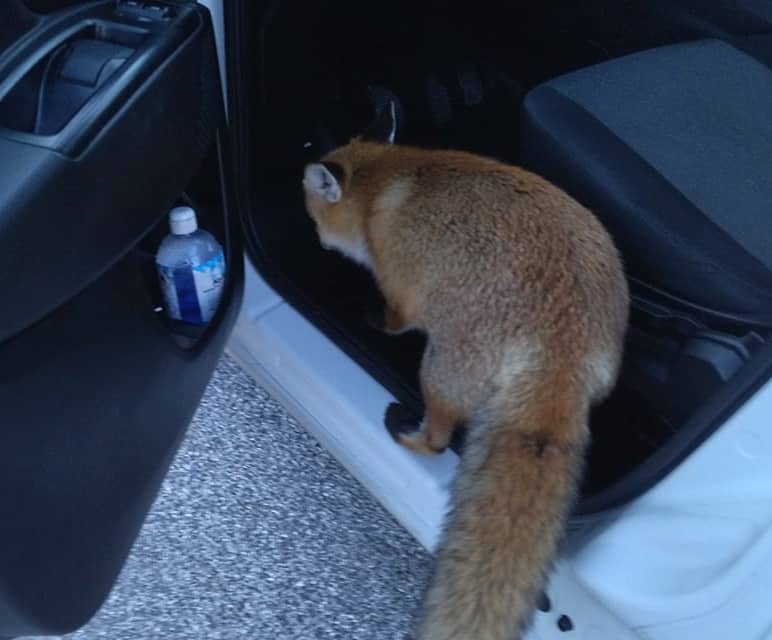 Una volpe si è intrufolata nell'auto del Sindaco di Aielli