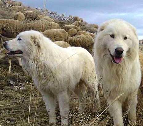 Cane da pastore Abruzzese, approvata mozione di Quaglieri e Testa per tutela del valore storico territoriale della razza canina