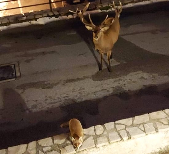 Il cervo e la volpe, incontri particolari nei paesi d'Abruzzo