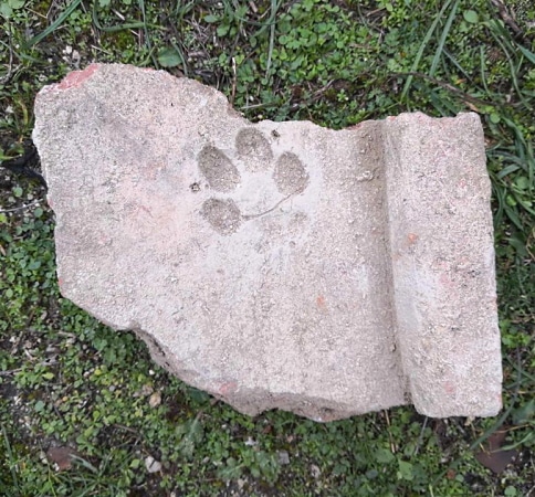 Impronta di gatto su una tegola d'epoca romana rinvenuta ad Alba Fucens