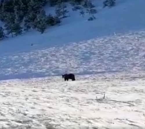 Le prime immagini dell'orso Juan Carrito dopo il rilascio nel bosco