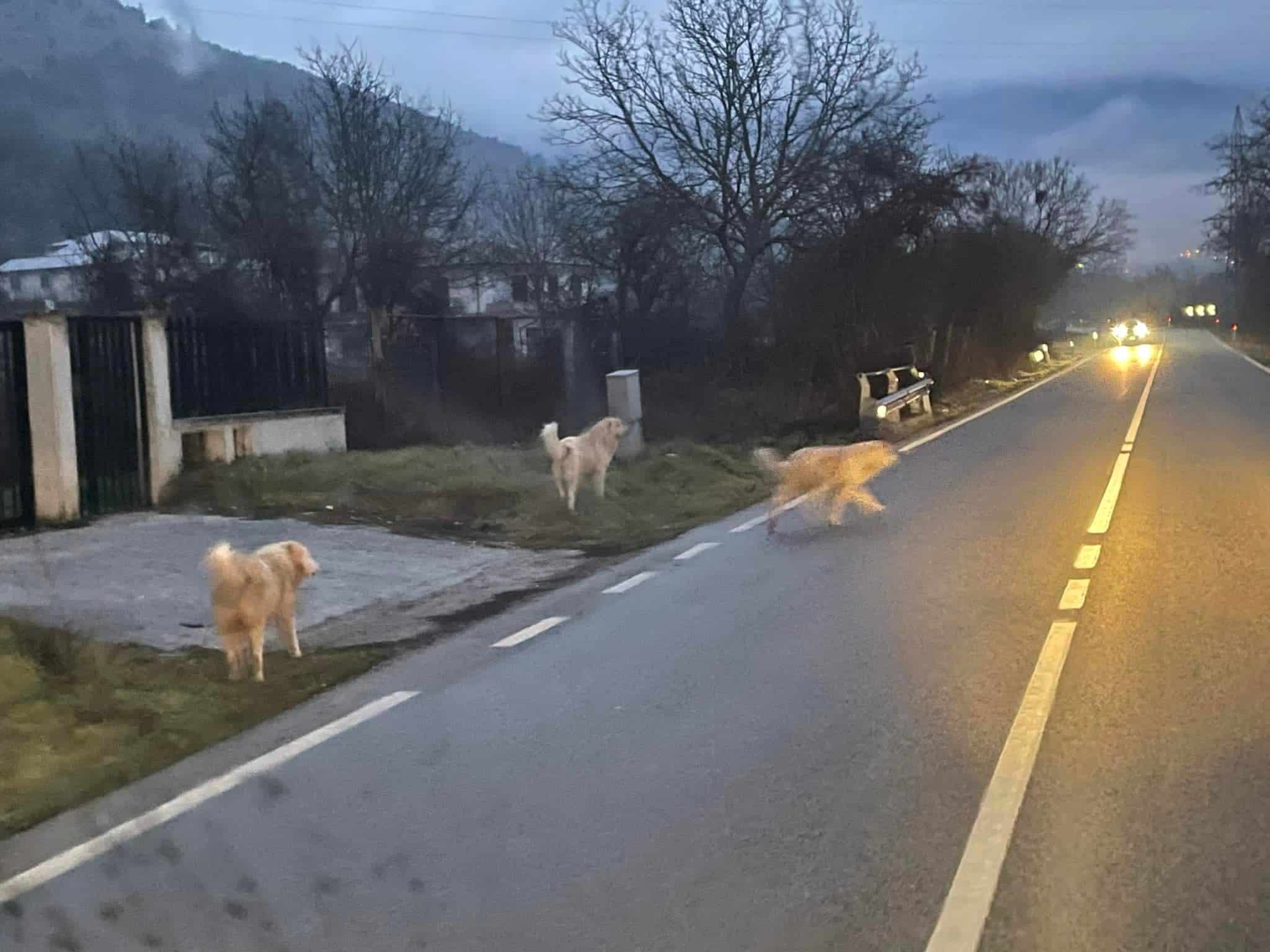 Pericolo per branco di cani randagi lungo la strada che collega Celano ad Avezzano
