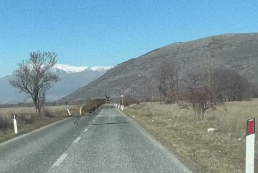 Grossi cervi si rincorrono e attraversano la strada tra Collelongo e Trasacco