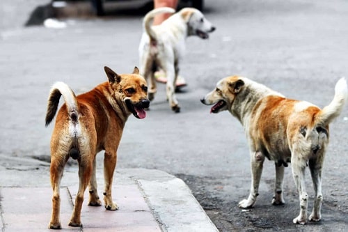 "Cani randagi sulla carreggiata, danni ad un'auto": la denuncia