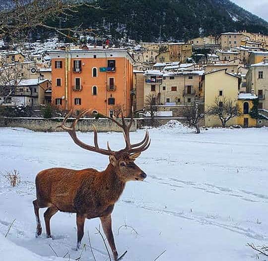 Torna il cervo più famoso d'Abruzzo e stavolta passeggia tra la neve