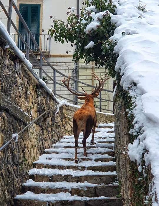 Torna il cervo più famoso d'Abruzzo e stavolta passeggia tra la neve