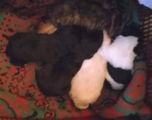 Cinque cagnolini appena nati trovati in un bidone della spazzatura a Celano