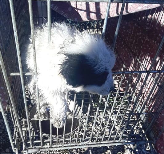 Cucciolo abbandonato in un carrello della spesa in mezzo a Fucino