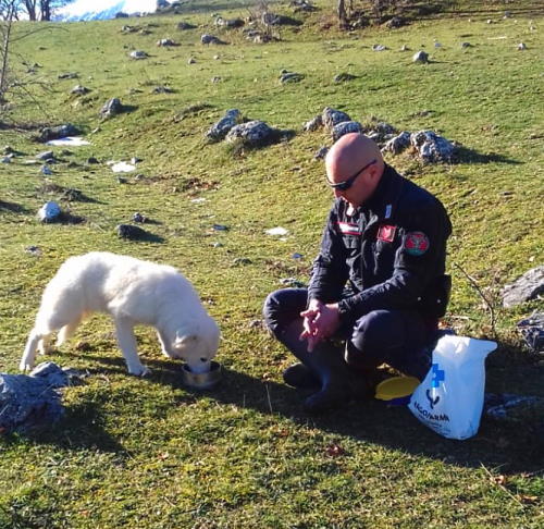 La storia di Germana, salvata dai Carabinieri Forestali una cucciola di pastore abruzzese abbandonata