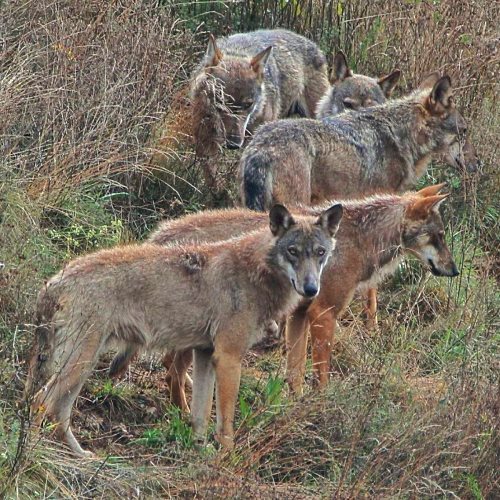Presenza di ibridi lupo-cane nei pressi dei centri abitati: firmato protocollo in Prefettura