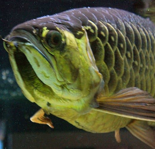 Sequestrato un raro pesce drago in un locale di Scurcola Marsicana: è considerato a rischio estinzione
