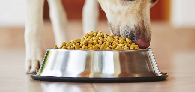 Il cibo per cani: perché è importante scegliere quello di qualità
