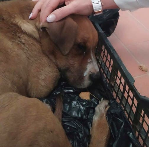 Cucciolo malato e ferito buttato come spazzatura nei pressi di un supermercato di Pescina