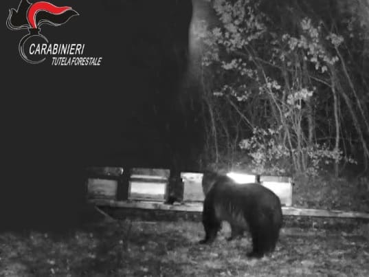 Presenza dell'orso sul territorio, i Carabinieri Forestali sorvegliano le aree vicino ai centri abitati