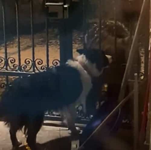 Juan Carrito incuriosito da un cane si avvicina al cancello di un'abitazione (video)