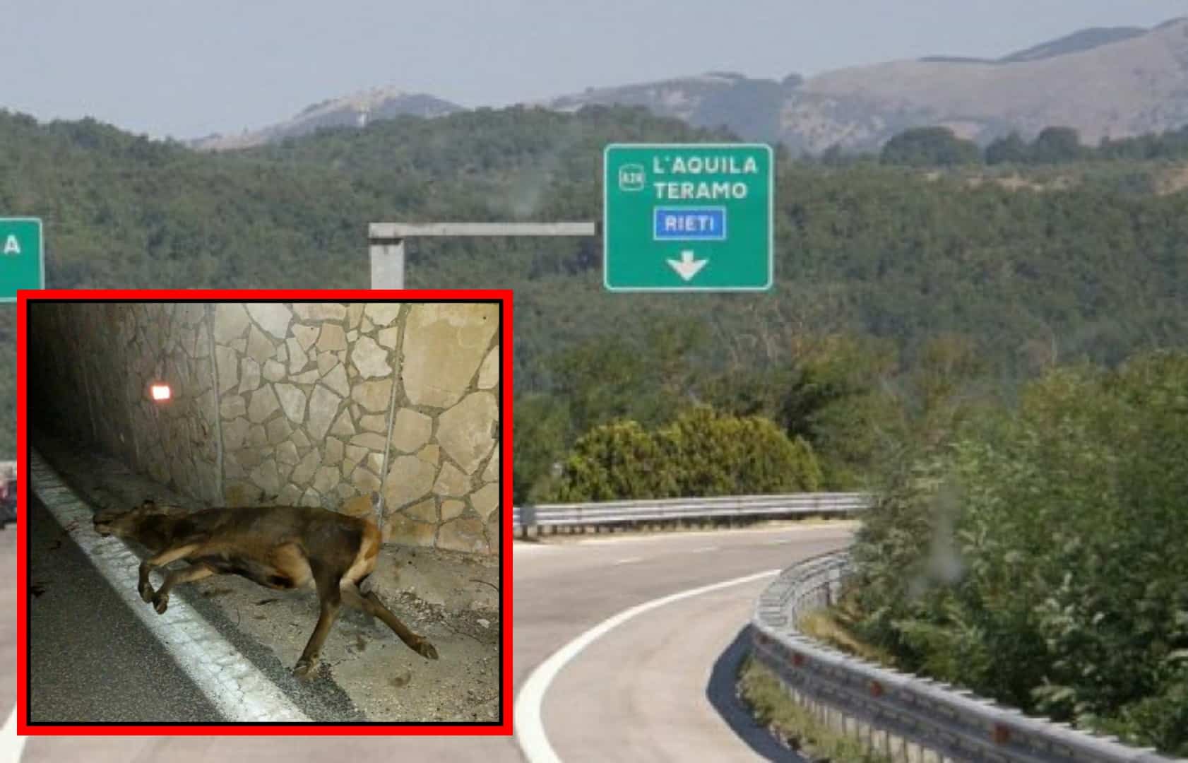 Autostrada A24: grosso cervo travolto ed ucciso da un autobus di pendolari nei pressi di Valle Del Salto