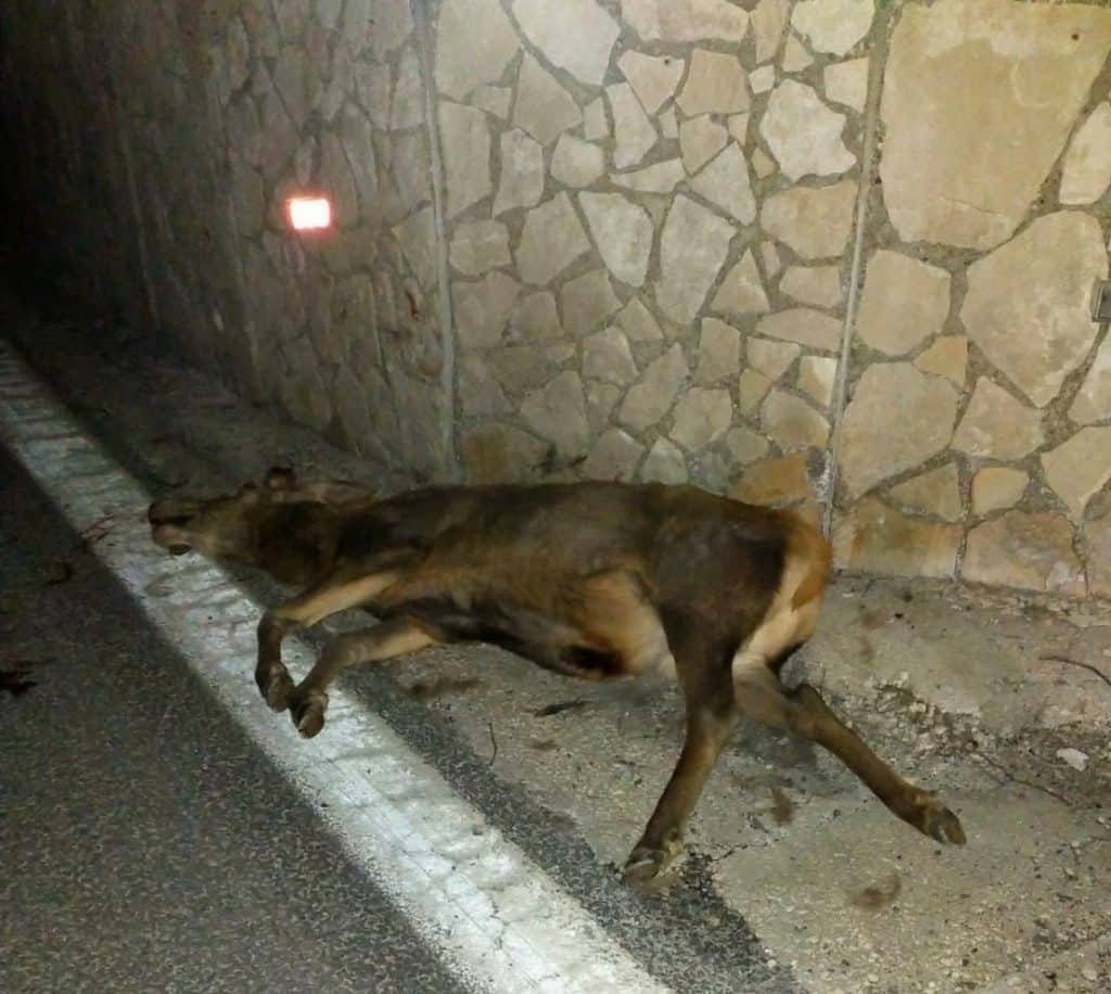 Autostrada A24: grosso cervo travolto ed ucciso da un autobus di pendolari nei pressi di Valle Del Salto
