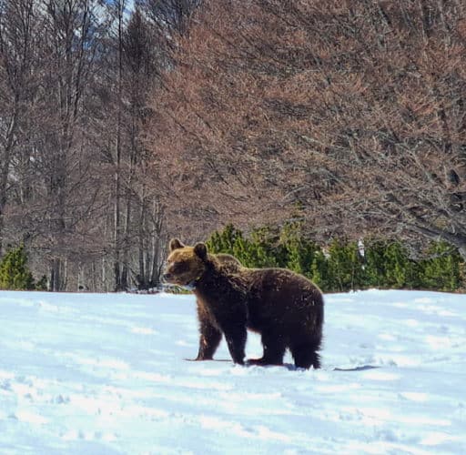 Juan Carrito è libero, l'orso è stato rilasciato sulla Maiella