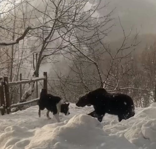 L'orso Juan Carrito gioca di nuovo con un cane in mezzo alla neve (video)