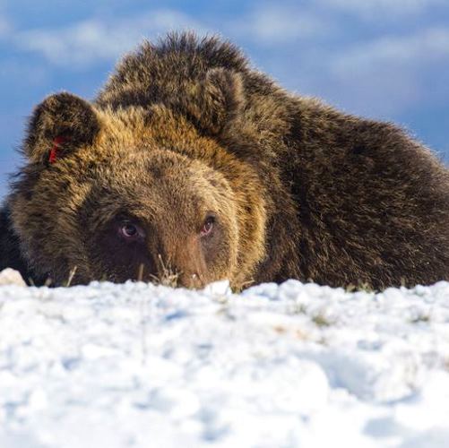 Un anno senza Juan Carrito: il 23 Gennaio 2023 l'amato orso bruno marsicano veniva investito lungo la SS 17