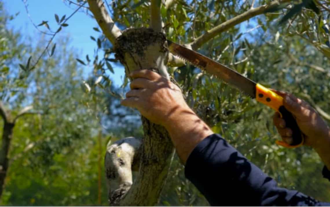 Corso teorico pratico sulle tecniche di potatura dell'olivo organizzato dall'associaiozne "La Monicella della Valle Roveto"