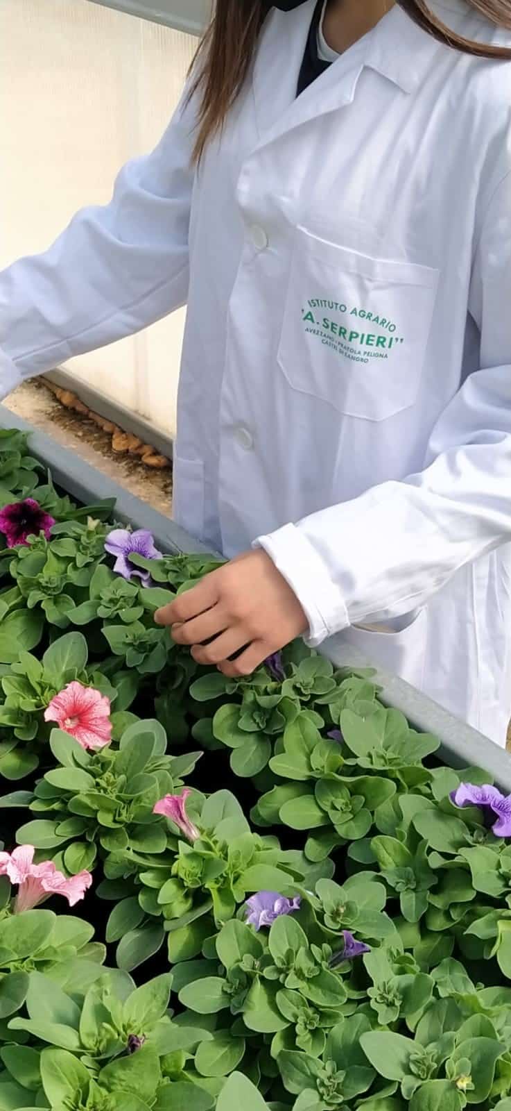 Come da tradizione, all'Istituto Agrario Serpieri riparte la vendita delle piante da fiore!