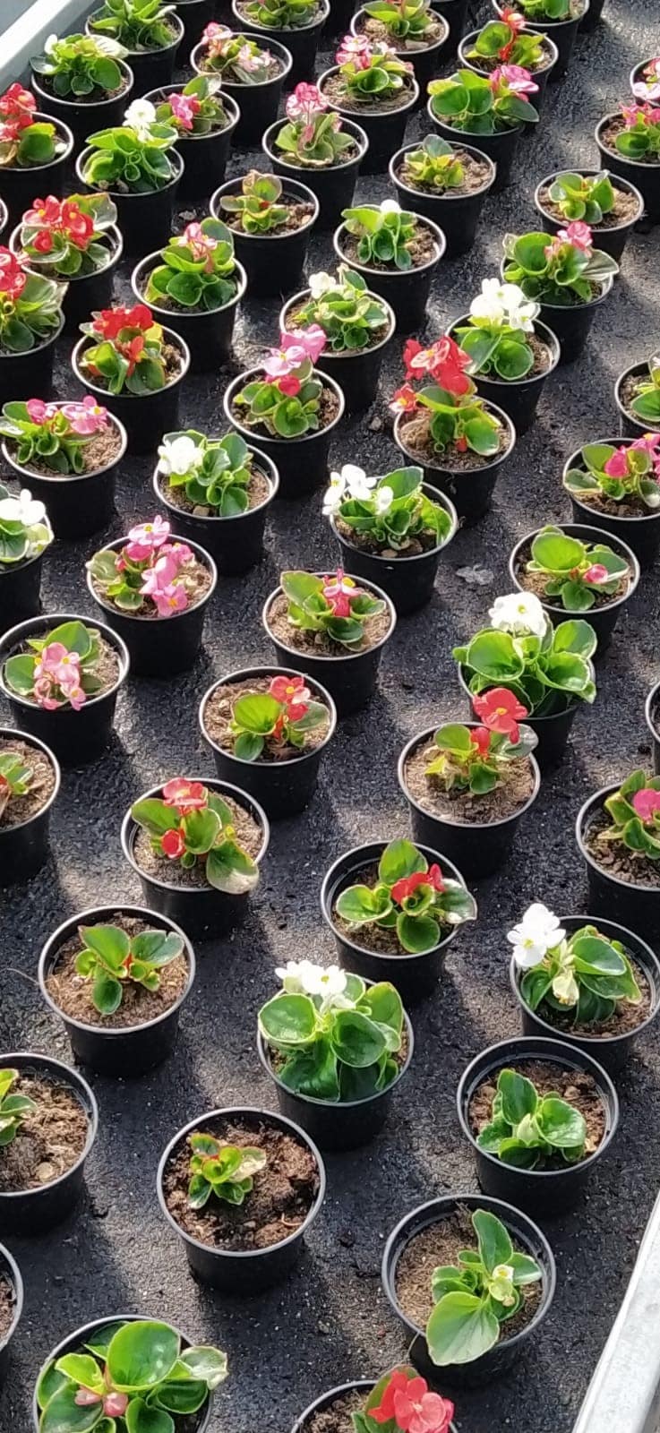 Come da tradizione, all'Istituto Agrario Serpieri riparte la vendita delle piante da fiore!