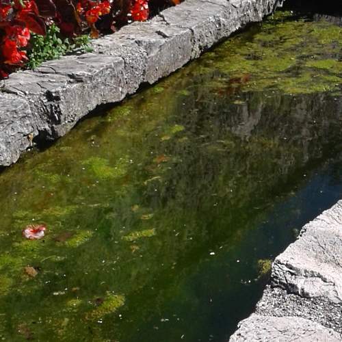 Pulizie di fontanili e abbeveratoi bloccate dai Guardiaparco del PNALM: "sono un paradiso per anfibi e insetti a rischio di estinzione"