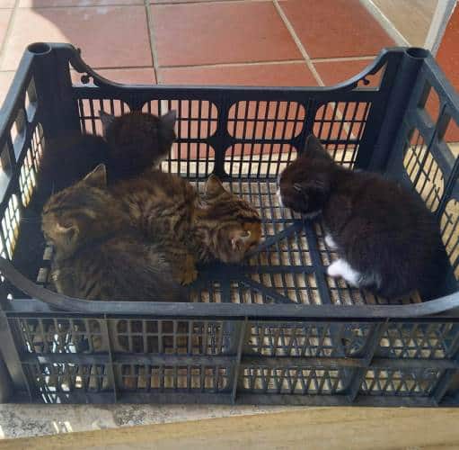 Quattro gattini abbandonati in una cassetta di plastica