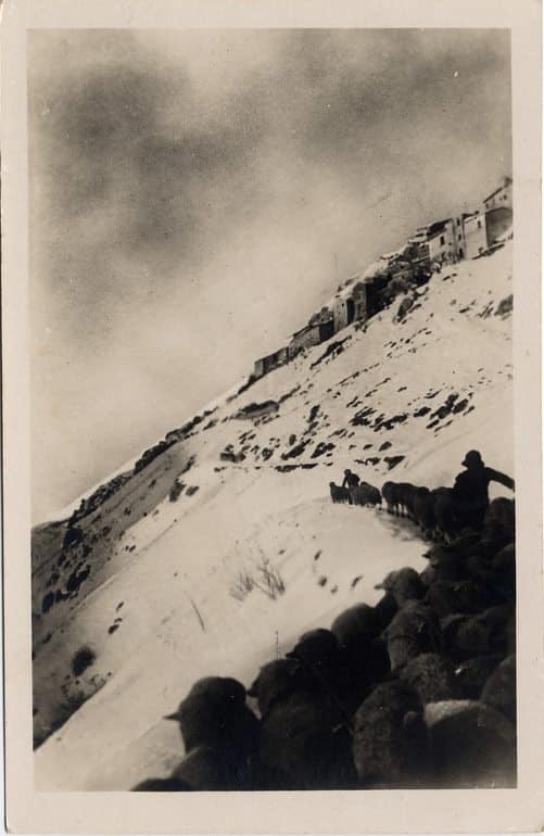 Un gregge tra la neve di Ovindoli: bellissima foto della prima parte del Novecento
