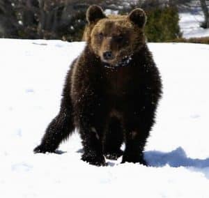 L'orso Juan Carrito avvistato di nuovo a Roccaraso
