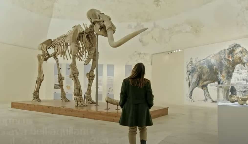 Il Mammut dell’Aquila torna visibile con un nuovo allestimento nel bastione est del Castello Cinquecentesco