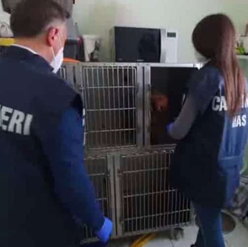 Controlli a tutela degli animali domestici, i NAS chiudono 10 ambulatori veterinari e ne sanzionano 178