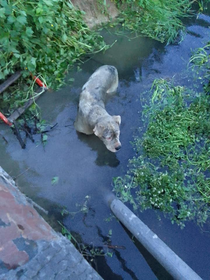 Cane finisce in un canale, salvato dai vigili del fuoco