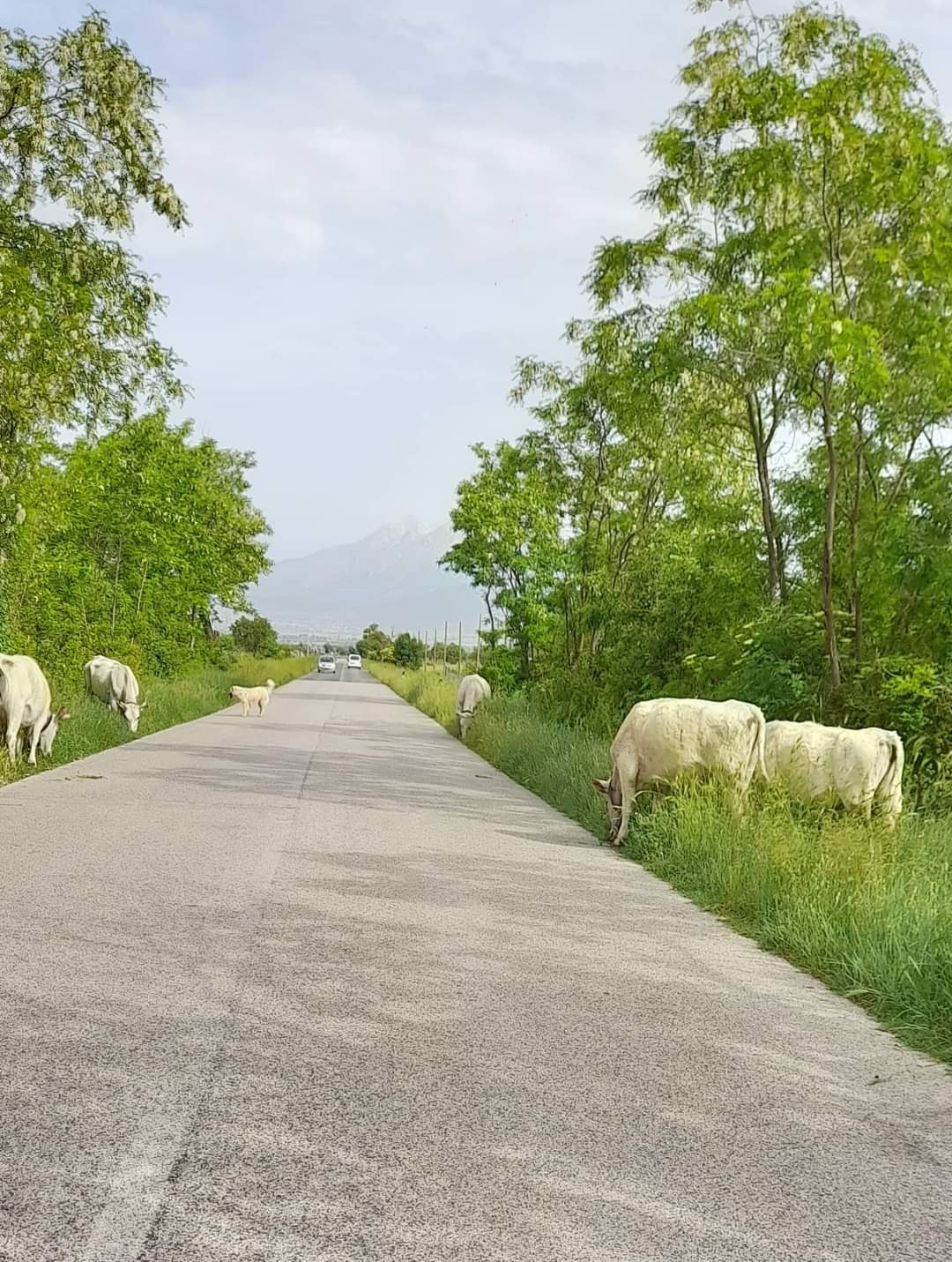 "Grave pericolo per la sicurezza", mucche al pascolo e animali selvatici vaganti lungo la strada che collega Trasacco a Collelongo