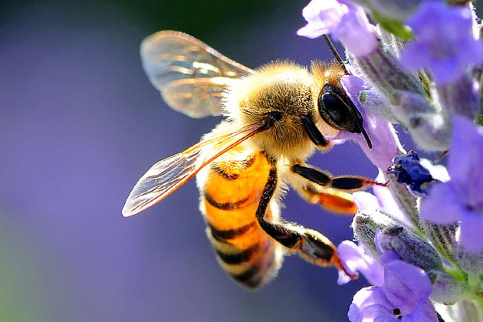 Giornata mondiale delle api, un insetto bellissimo e indispensabile sempre più in pericolo