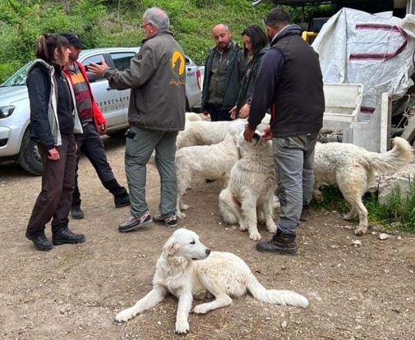 Cinque cani da pastore abruzzese partiti per le Alpi, pronti a proteggere 400 pecore sullo Stelvio