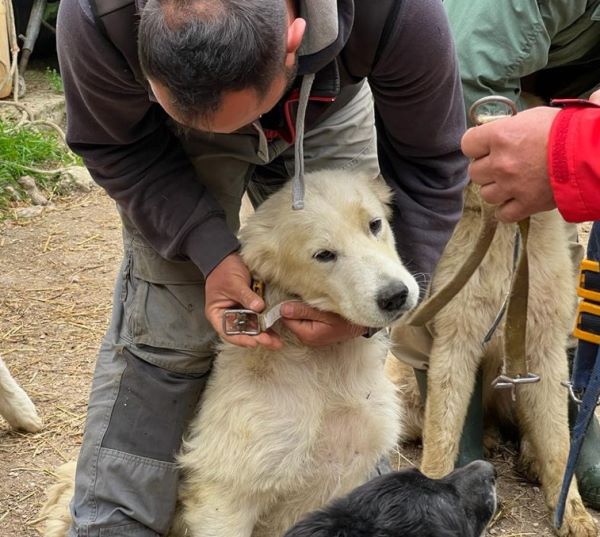 Cinque cani da pastore abruzzese partiti per le Alpi, pronti a proteggere 400 pecore sullo Stelvio