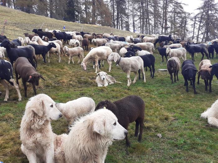 Cinque cani da pastore abruzzese partiti per le Alpi, pronti a proteggere 400 pecore sullo Stelvio