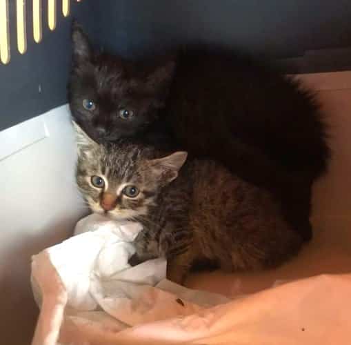 Due gattini trovati nel motore di un'auto, appello delle volontarie: "sterilizzate!"