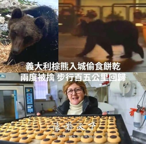 Juan Carrito famoso anche in Cina, l'orso bruno marsicano alla "conquista" del mondo