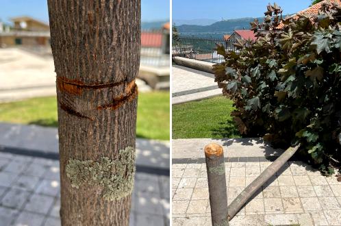 Segato e abbattuto un albero nel parco di Meta, Sindaco Oddi: "uno sfregio che ferisce tutta la popolazione"