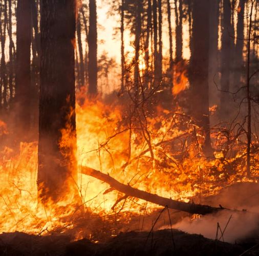 Attivate disposizioni antincendio boschivo a Collelongo: divieto di accende fuochi di ogni tipo