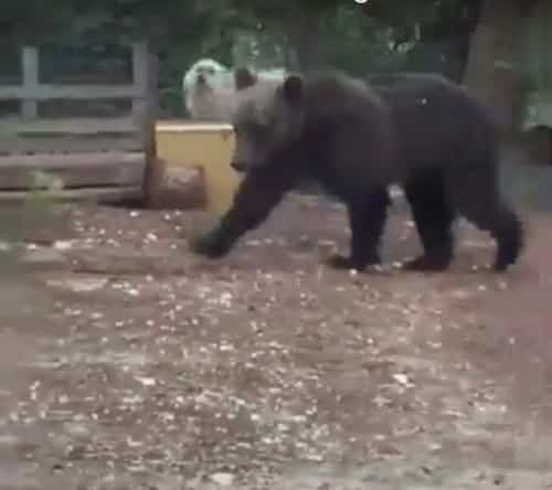 L'orso Juan Carrito torna a farsi vivo: è stato avvistato a Castel di Sangro