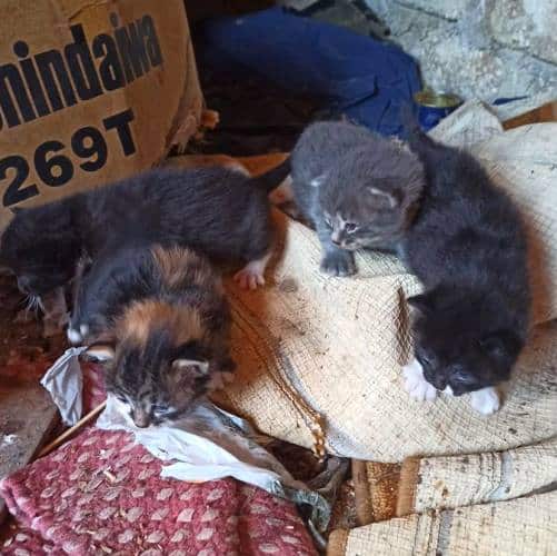 Mamma gatta avvelenata a Castellafiume, i suoi quattro cuccioli ora sono a rischio